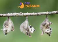 CBD Possum Removal image 4